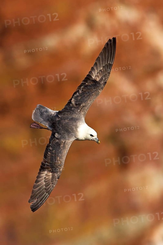 Fulmar, (Fulmarus glacialis), Heligoland, island of Heligoland, Schleswig-Holstein, Federal Republic of Germany