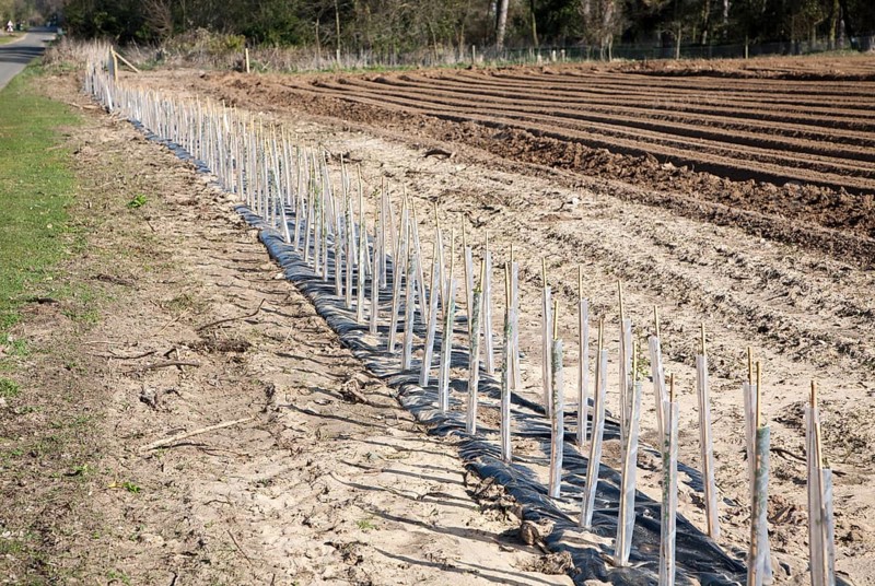 Plastic protective tubes cover new hedgerow hawthorn plants growing on the edge of a field, Hollesley, Suffolk, England, United Kingdom, Europe