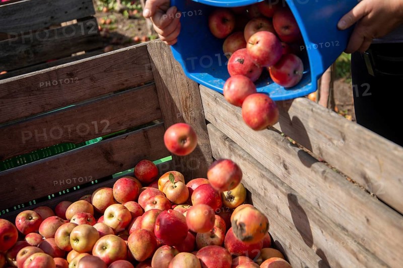 Apple harvest in Meckenheim/Pfalz. Harvest workers from Bleichhof in Meckenheim harvesting Weirouge apples