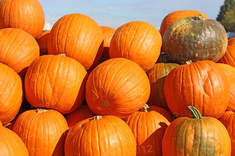 Autumn, the pumpkin season has begun. Sale of pumpkins in a field near Ludwigshafen, Rhineland-Palatinate
