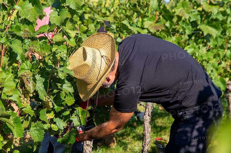 Hand-picking of Chardonnay grapes in the Palatinate in 2023 (Norbert Groß winery, Meckenheim) . The grapes are processed into Crémant