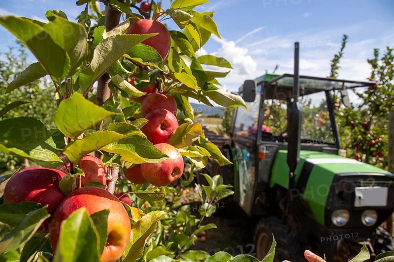 Apple harvest in Meckenheim/Pfalz. Harvest workers from Bleichhof in Meckenheim harvesting Weirouge apples