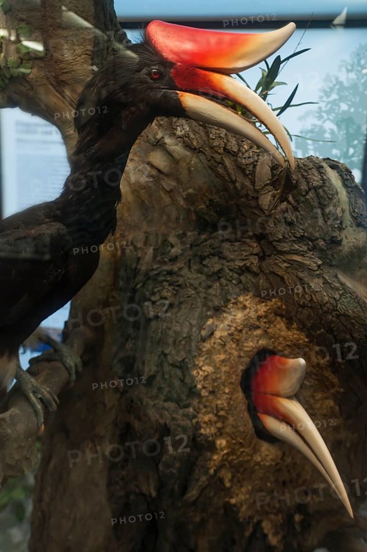 Male rhinoceros hornbill (Buceros rhinoceros) feeding a walled-in female, Natural History Museum, opened 1889, Vienna, Austria, Europe