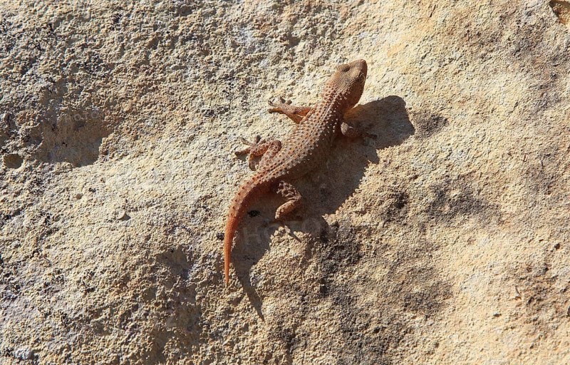Mediterranean house gecko, Hemidactylus turcicu, island of Gozo, Malta, Europe