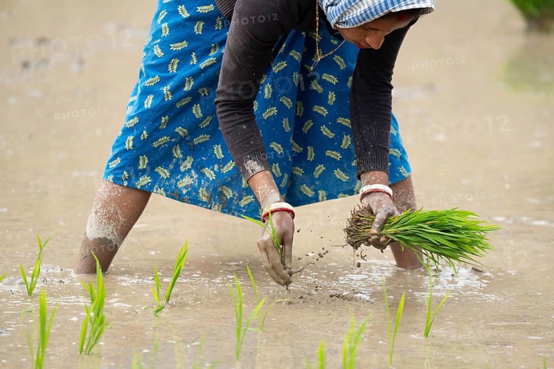 Morigaon, India. 20 February 2024. Women plant rice saplings in a paddy field on February 20, 2024 in Mayong, India. Rice cultivation contributes to food security in India by ensuring a stable supply of this essential food grain