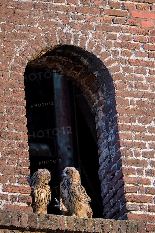 Eurasian eagle-owl (Bubo bubo), fledglings, in an old window of the Malakow tower, industrial wasteland, Ewald colliery, Herten, Ruhr area, North Rhine-Westphalia, Germany, Europe