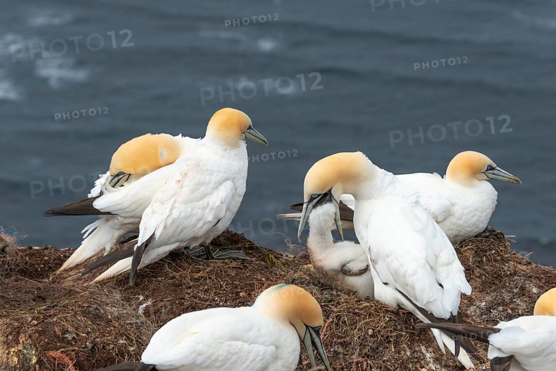 Breeding gannets (Morus bassanus) colony on the red sandstone cliffs of the offshore island of Heligoland, feeding a young bird, plumage, beak, cliff edge, nest, seabirds, North Sea, Pinneberg district, Heligoland, Schleswig-Holstein, Germany, Europe