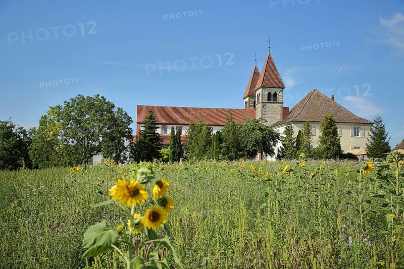 UNESCO Carolingian St Peter and Paul Church, sunflowers, flower field, flower meadow, Niederzell, Reichenau Island, Untersee, Lake Constance, Lake Constance area, Baden-Württemberg, Germany, Europe