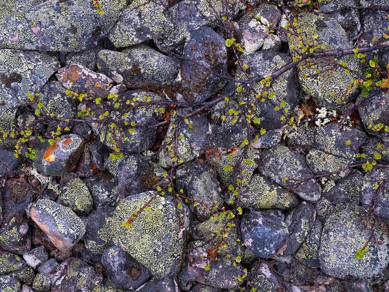 Stones, forming ancient, tidal shoreline, covered in lichen, and Dwarf Birch (Betula nana), Varanger National Park, Varanger Fjord, May, Norway, Europe