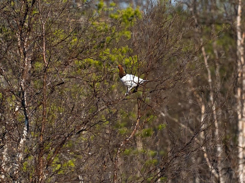 Willow ptarmigan (Lagopus lagopus) male, in summer plumage, perched in a Hairy Birch tree, (Betula pubescens), May, Finnish Lapland