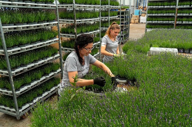 Horticultural business, lavender plants, in flower pots, outdoors, are packed to make them ready for sale, North Rhine-Westphalia, Germany, Europe
