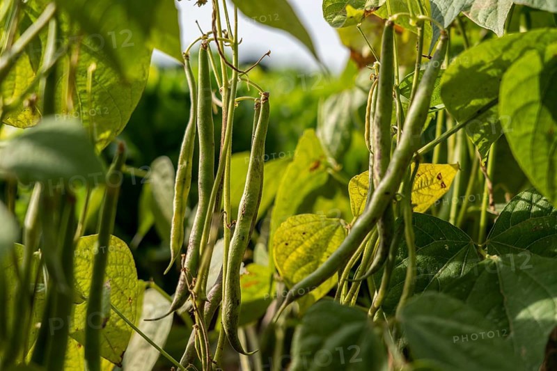 Agriculture, bush beans, growing in a field
