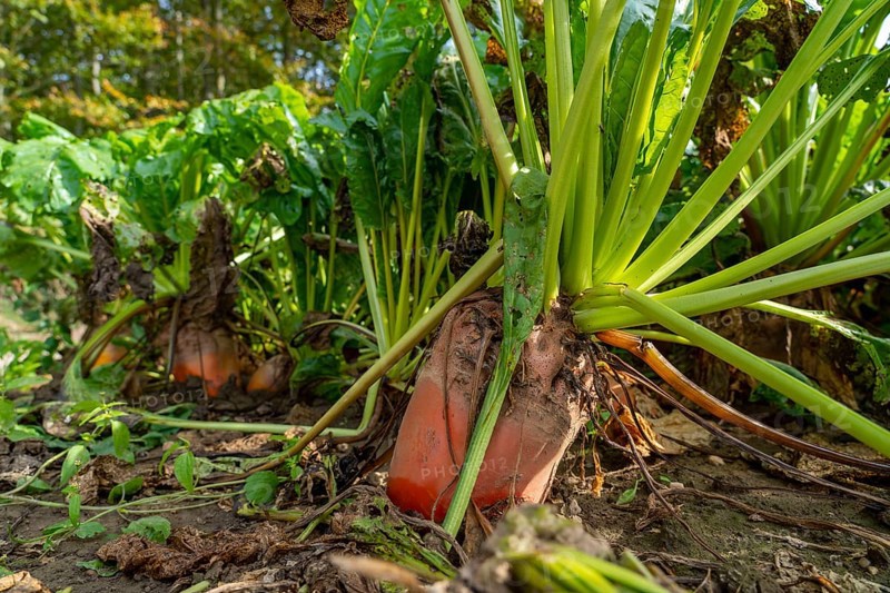 Agriculture, fodder beet, beetroot, Beta vulgaris subsp, growing in a field