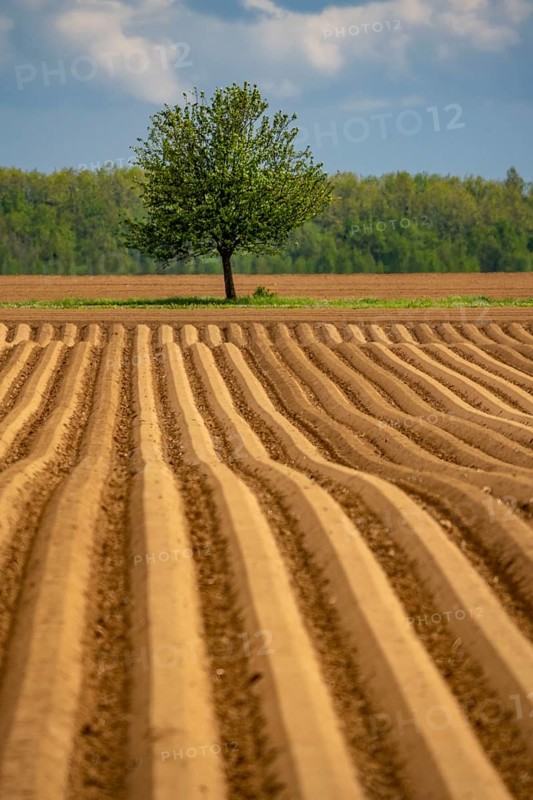 Field, acre, with freshly laid potatoes, potato ridges, near Rommerskirchen, North Rhine-Westphalia, Germany, Europe