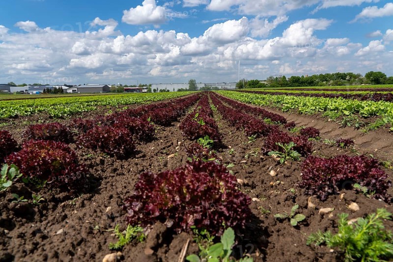 Agriculture, lettuce growing in a field, Lollo Bionda and Lollo Rossa, in long rows of plants, North Rhine-Westphalia, Germany, Europe