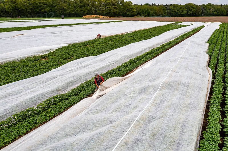 Potato field, fleece cover is removed, the fleece is intended to protect against weather influences, pests, hailstorms in spring and supports growth at low temperatures, here early potatoes, 6 weeks after planting, a good 3 weeks until harvest, North Rhine-Westphalia, Germany, Europe