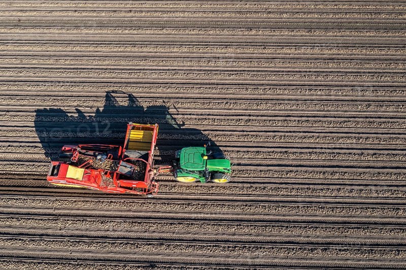 Potato harvesting, so-called split harvesting method, first the tubers are taken out of the ground with a row planter, then, after a short drying phase, collected with a bunker harvester and loaded, North Rhine-Westphalia, Germany, Europe