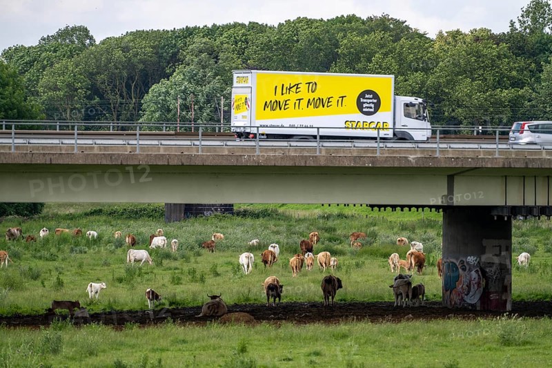 Lorry on the A40 motorway, bridge over the Ruhr and Styrumer Ruhrauen, herd of cattle, dairy cows grazing, Mülheim an der Ruhr, North Rhine-Westphalia, Germany, Europe