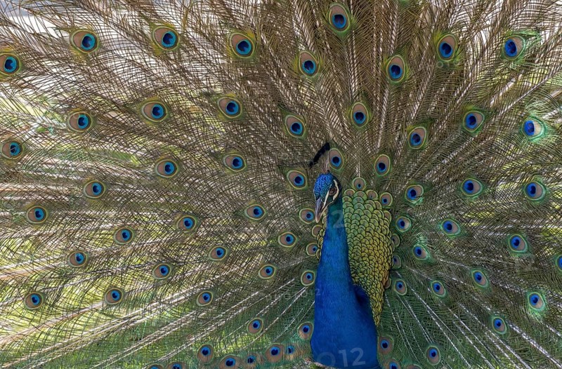 Indian peafowl (Pavo cristatus), Mount Filerimos, Rhodes, Dodecanese, Greek island, Greece, Europe
