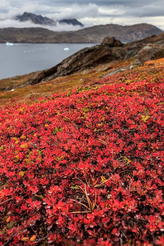 Autumn coloured tundra at fjord in front of mountains, blueberries, Tasiilaq, East Greenland, Greenland, North America