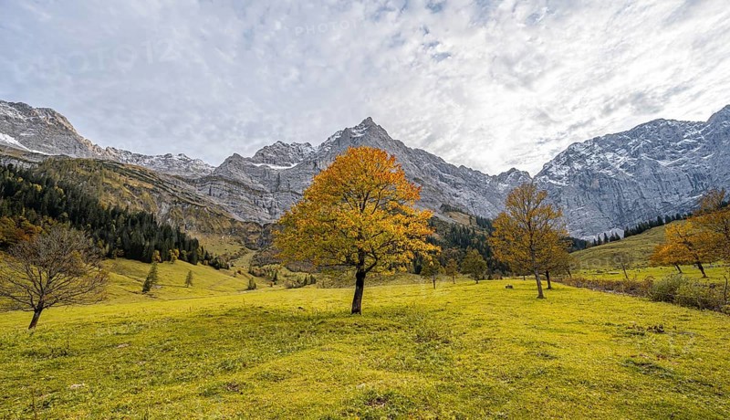 Maple tree with autumn leaves, autumn landscape in Rißtal with Spritzkarspitze, Großer Ahornboden, Engalpe, Eng, municipality of Hinterriß, Karwendel Mountains, Alpenpark Karwendel, Tyrol, Austria, Europe