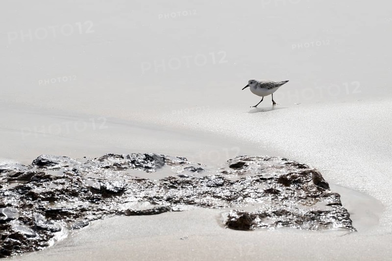 Sanderling (Calidris alba), Lanzarote, Canary Islands, Spain, Europe