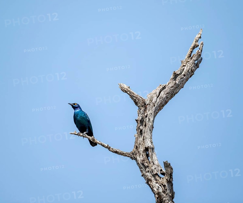 Greater blue-eared starling (Lamprotornis chalybaeus), sitting on a branch against a blue sky, Kruger National Park, South Africa, Africa
