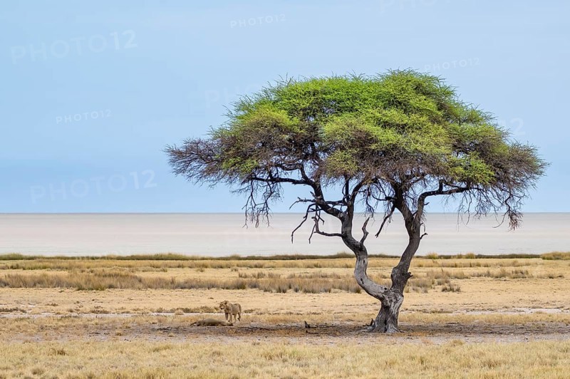 Two lions (Panthera leo), juvenile males, standing and lying, under a green acacia tree at the Etosha Salt Pan, Etosha National Park, Namibia, Africa