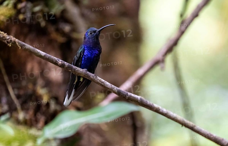 Purple hummingbird wing (Campylopterus hemileucurus), blue hummingbird sitting on a branch, Monteverde cloud forest, Monte Verde, Costa Rica, Central America