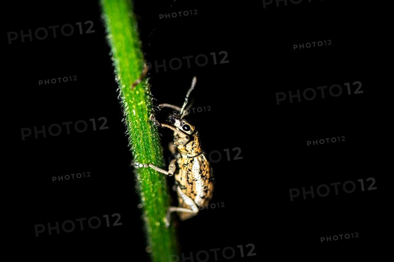 Weevil (Exophthalmus) sitting on a stem at night, at night in the tropical rainforest, Refugio Nacional de Vida Silvestre Mixto Bosque Alegre, Alajuela province, Costa Rica, Central America