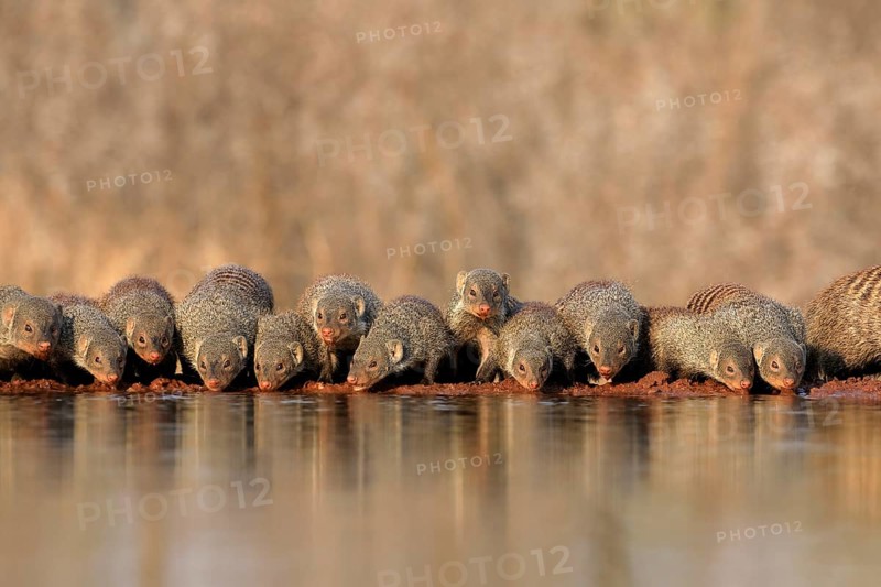 Zebra mongoose (Mungos mungo), adult, group, at the water, drinking, Kruger National Park, Kruger National Park, Kruger National Park South Africa