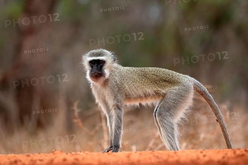 Vervet Monkey (Chlorocebus pygerythrus), adult, at the water, alert, Kruger National Park, Kruger National Park, Kruger National Park South Africa