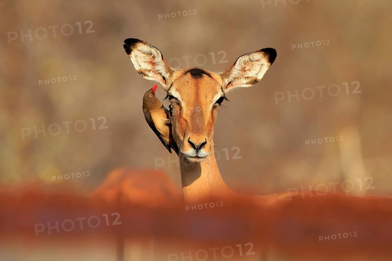 Black heeler antelope (Aepyceros melampus), adult, female, portrait, with red-billed oxpecker (Buphagus erythrorhynchus), symbiosis, Kruger National Park, Kruger National Park, Kruger National Park South Africa
