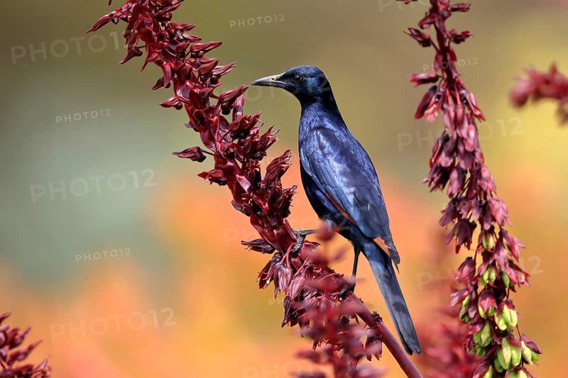 Red-winged starling (Onychognathus morio), adult, male, foraging, on honeybush (Melianthus major), Kirstenbosch Botanical Gardens, Cape Town, South Africa, Africa