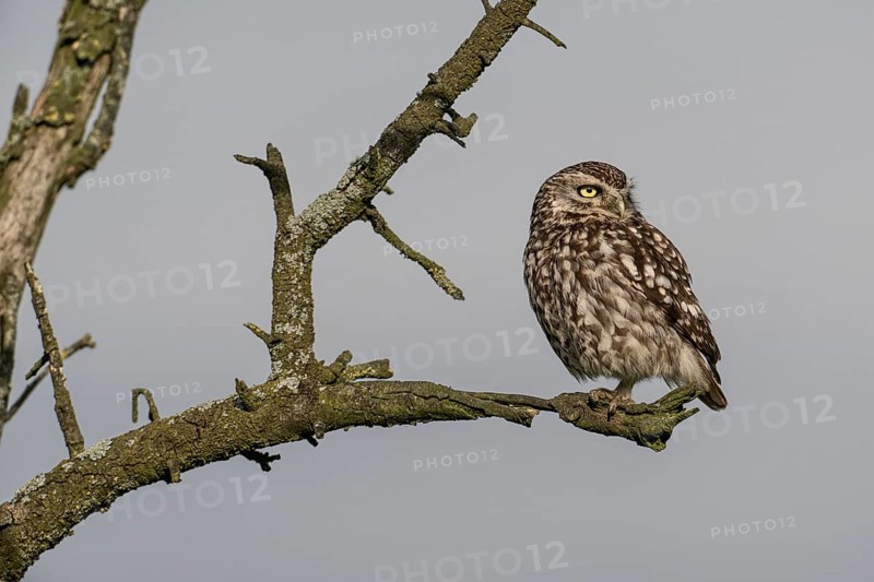 Little owl (Athene noctua), Emsland, Lower Saxony, Germany, Europe