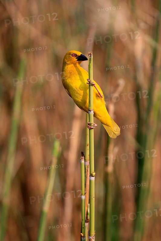 Eastern golden weaver (Ploceus subaureus), adult, male, auto-waiting, alert, preparing nest, Saint Lucia Estuary, Isimangaliso Wetland Park, Kwazulu Natal, South Africa, Africa