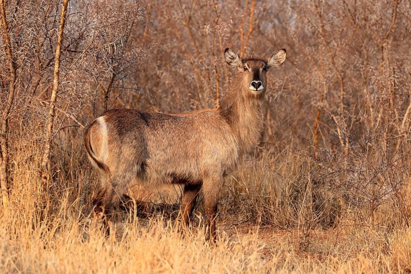 Ellipsen waterbuck (Kobus ellipsiprymnus), adult, female, foraging, vigilant, Kruger National Park, Kruger National Park, Krugerpark, South Africa, Africa