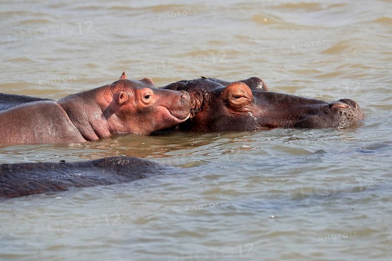 Hippopotamus (Hippopatamus amphibius), adult, juvenile, in water, social behaviour, portrait, Saint Lucia Estuary, Isimangaliso Wetland Park, Kwazulu Natal, South Africa, Africa