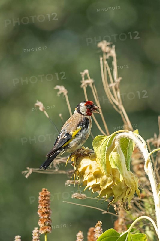European goldfinch (Carduelis carduelis), also known as goldfinch, sitting on a faded sunflower, Wilhelmsburg, Hamburg, Germany, Europe