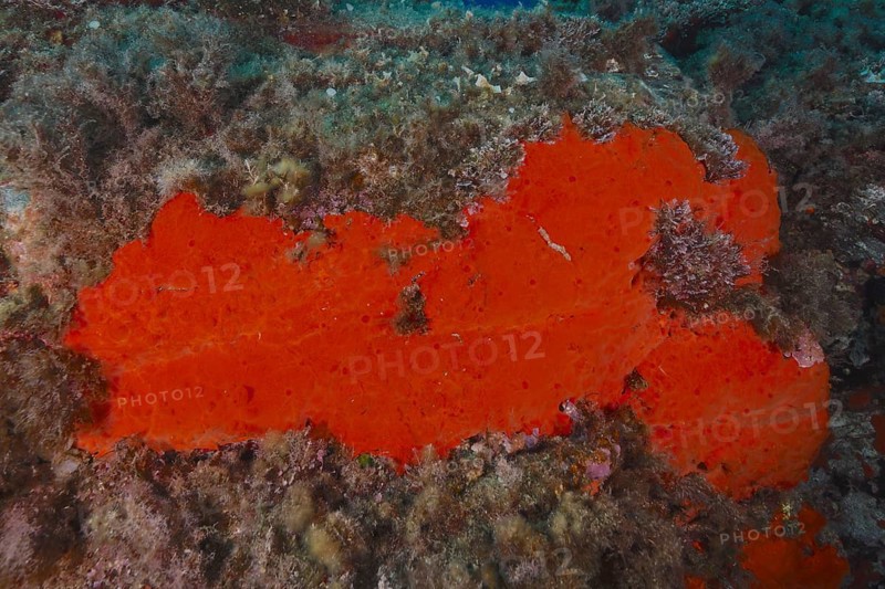 Red crustose sponge (Crambe crambe) in the Mediterranean Sea near Hyères, dive site Giens Peninsula, Côte d'Azur, France, Europe