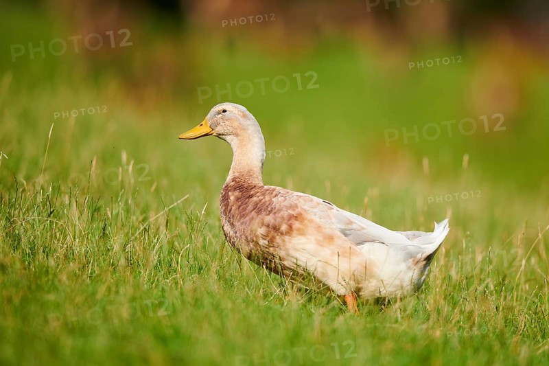 Domestic duck (Anas platyrhynchos domesticus) walking on a meadow, Wildpark Aurach Kitzbühel, Tirol, Austria, Europe