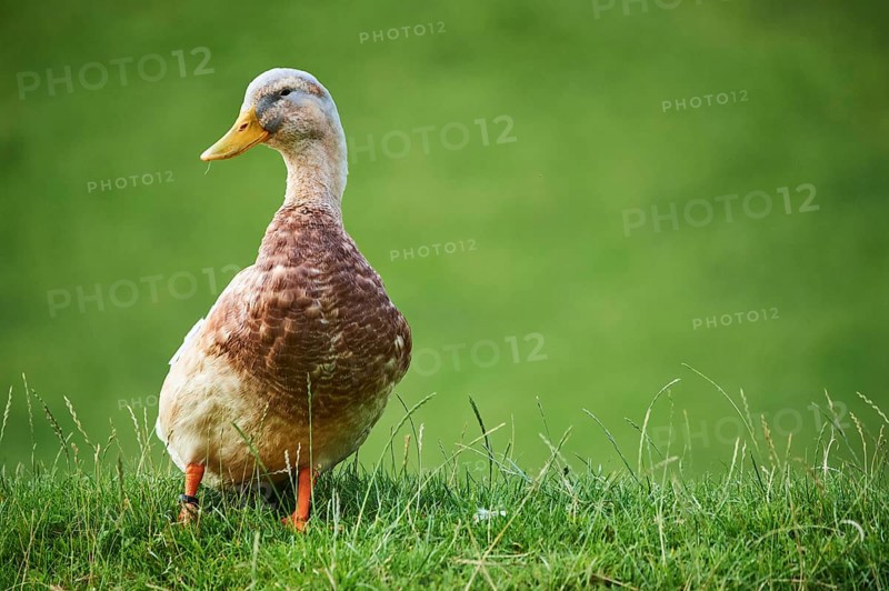 Domestic duck (Anas platyrhynchos domesticus), standing on a meadow, Wildpark Aurach Kitzbühel, Tirol, Austria, Europe