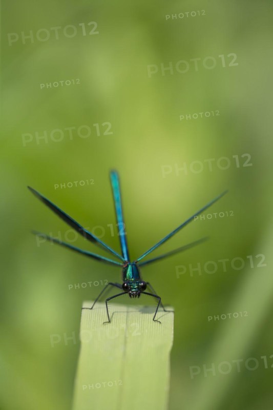 Banded demoiselle (Calopteryx splendens) male damselfly resting on plant leaf with its wings open, Suffolk, England, United Kingdom, Europe