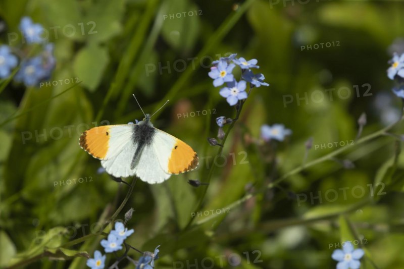 Orange tip (Anthocharis cardamines) butterfly feeding on a Forget-me-not flower in the springtime, Suffolk, England, United Kingdom, Europe