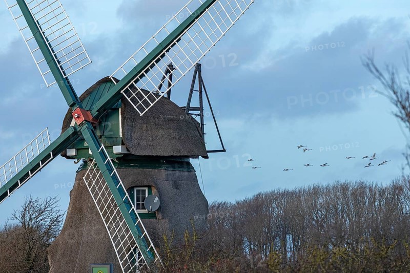 Charlotte windmill, flying swans, Goldhöft, Geltinger Birk, Gelting, Schleswig-Holstein, Germany, Europe