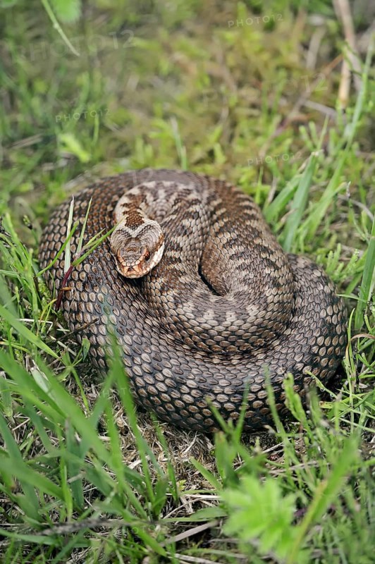 Common european viper (Vipera berus), North Rhine-Westphalia, Germany, Europe