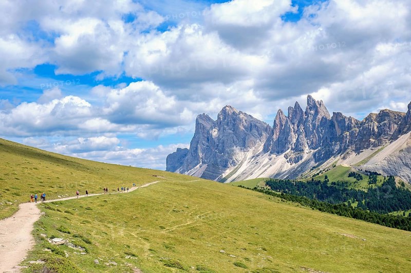 Hiking trail with hikers on a alp meadow at the mighty Odle Group mountains in the Dolomites, Ortisei, Val Gardena, Italy, Europe