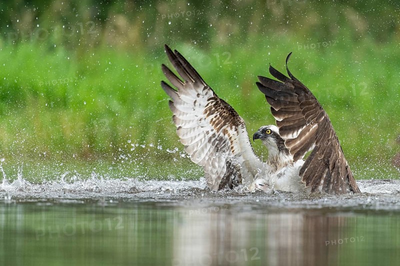 Western osprey (Pandion haliaetus) hunting, Aviemore, Scotland, Great Britain