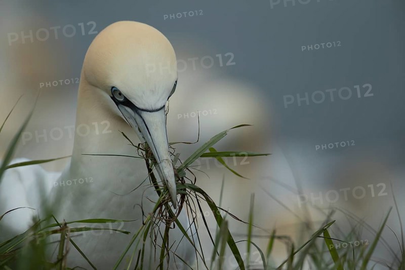 Northern gannet (Morus bassanus) adult bird with grass vegatation in its beak for nesting material on a cliff top, Yorkshire, England, United Kingdom, Europe