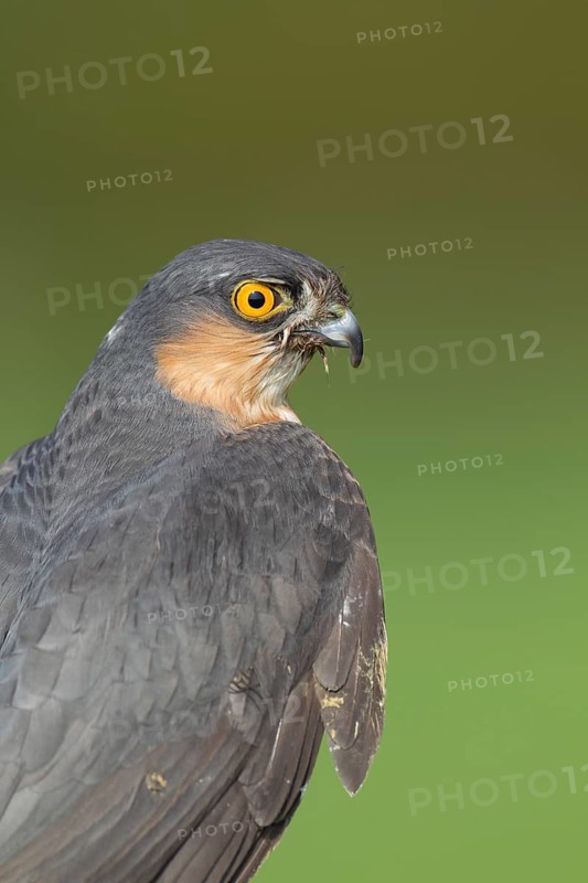 Eurasian sparrowhawk (Accipiter nisus) adult male bird portrait, England, United Kingdom, Europe